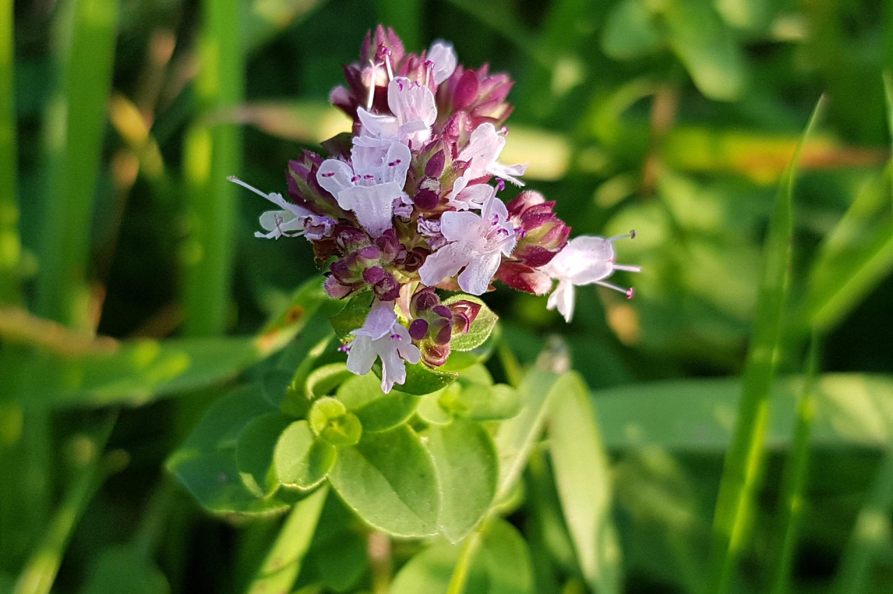 Dobromysl a její využití