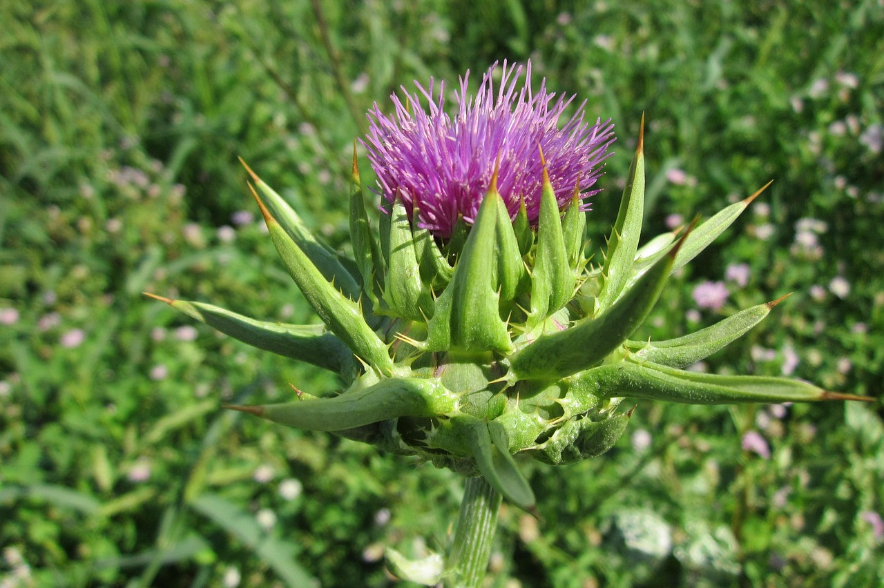 Ostropestřec plod a jeho použití