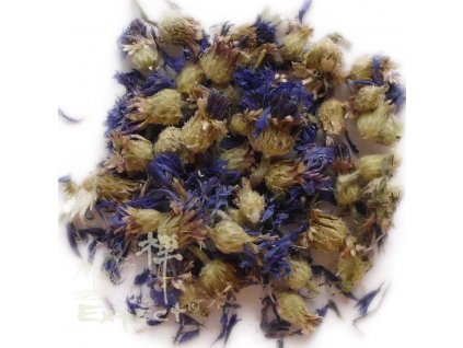 Chrpa polní květ se zákrovem