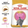 RC cat KITTEN BRITISH shorthair - granule pro britská krátkosrstá koťata - 400g