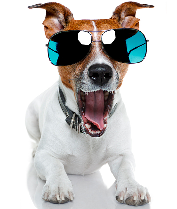 portrait-dog-against-white-background