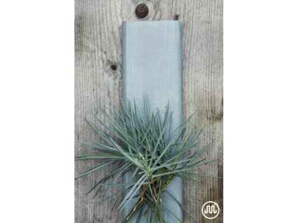 GREEK SHUTTERS (Balení 10g)