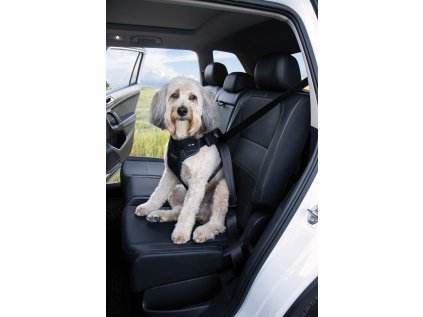 DOGMASTER car