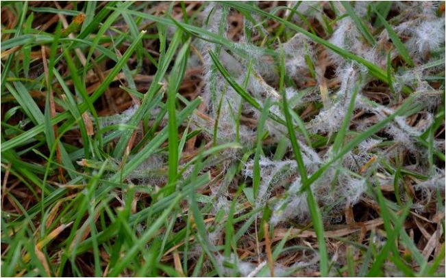 Snežná pleseň na trávniku po zime