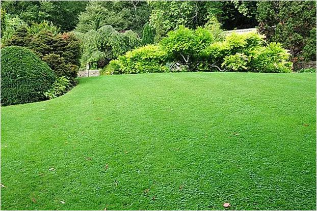 Ako zachrániť trávnik pred letnými horúčavami.