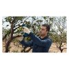 Bosch Pro Pruner Akumulátorové nožnice (2x3,0Ah) 06019K1021 | ajtech.sk