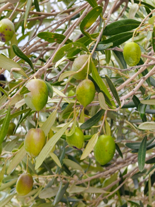 Olivový olej z Kréty - čím je špecifický?