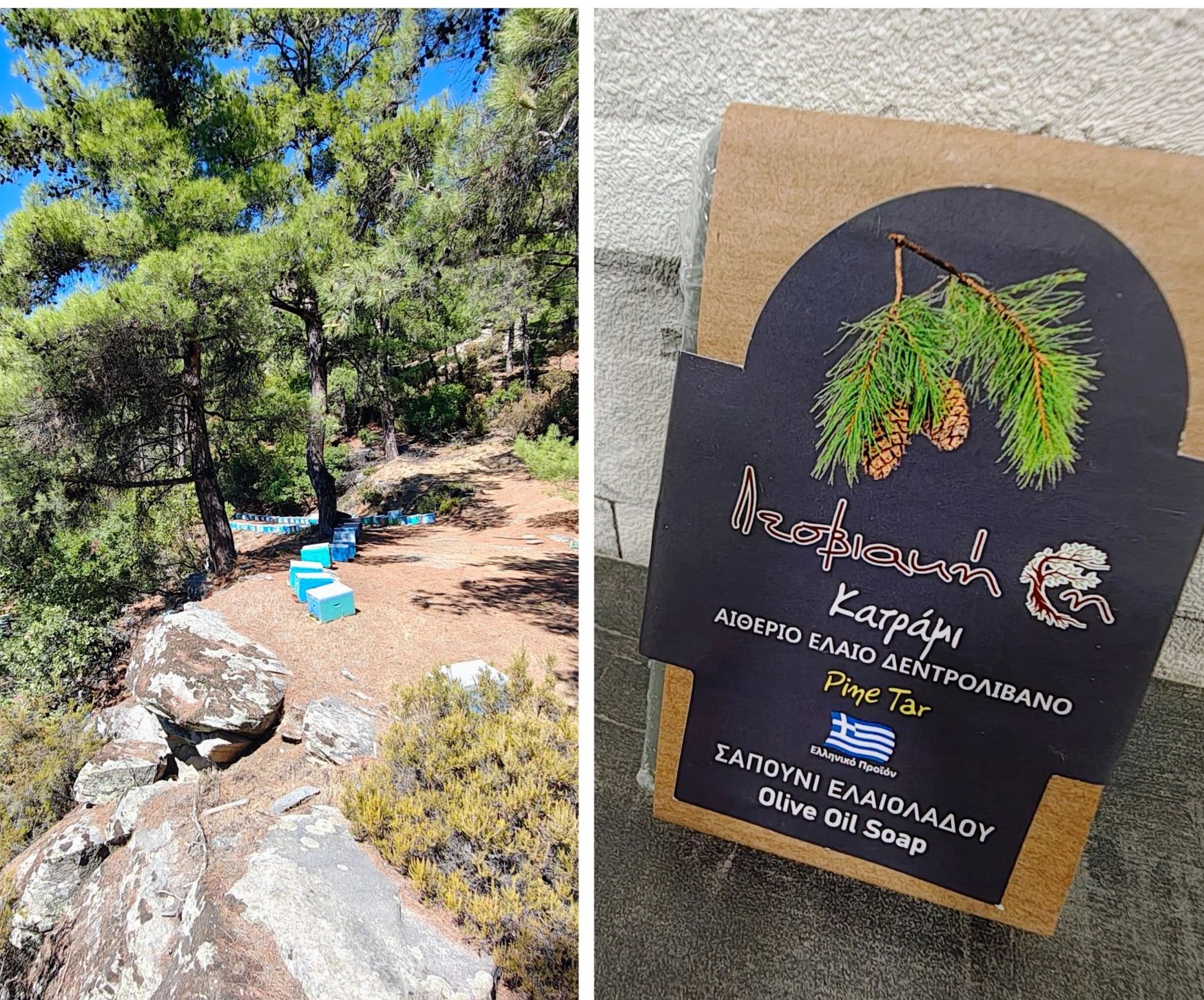 Borovicový decht a rozmarín - ako vedia pomôcť?