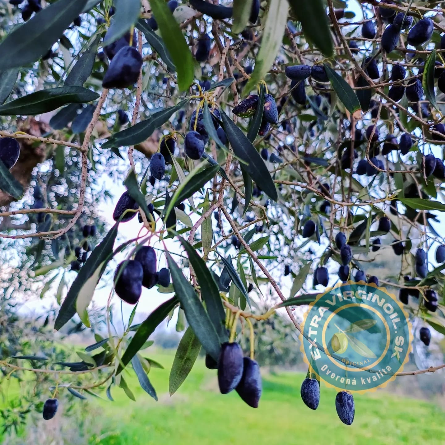 Zelené a čierne olivy - aký je rozdiel?