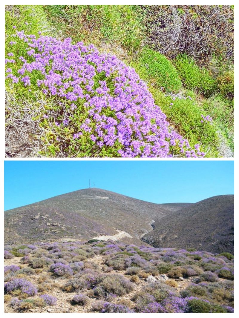 💜Čím je výnimočný GRÉCKY TYMIÁN?💜