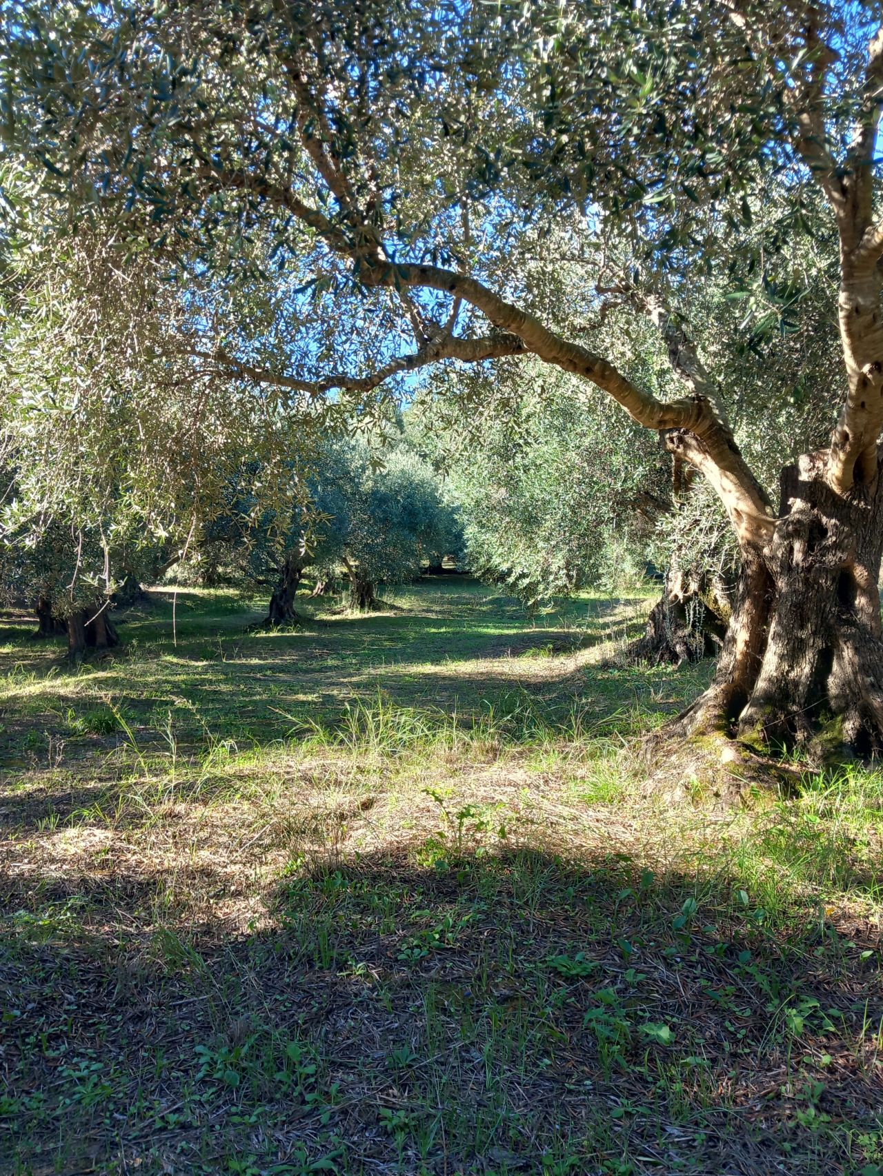 Olivový olej na vyprážanie?