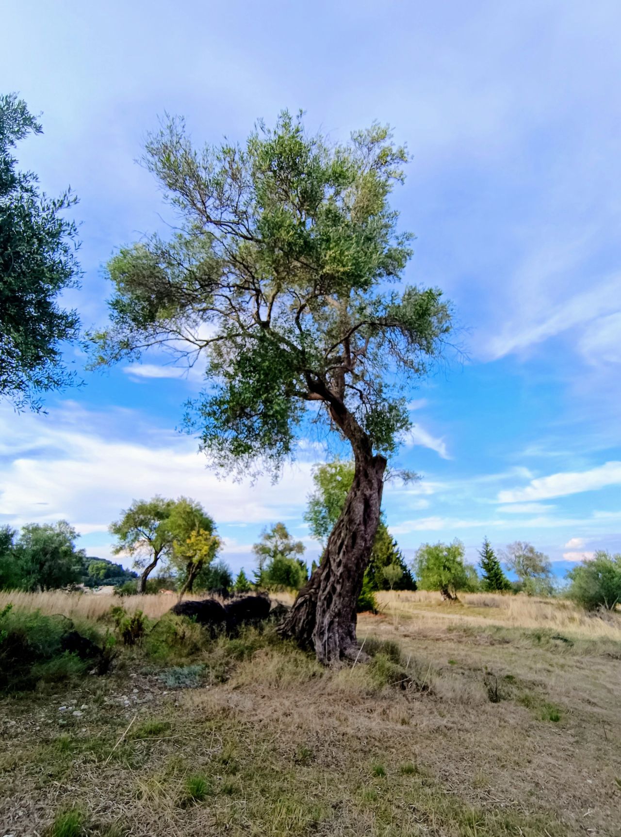 Koľko olív je potrebných na liter kvalitného olivového oleja?