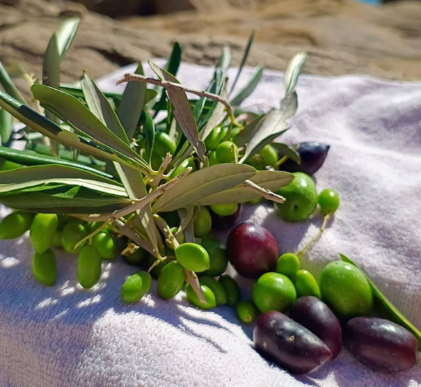 Čo so surovými olivami privezenými z Korfu?