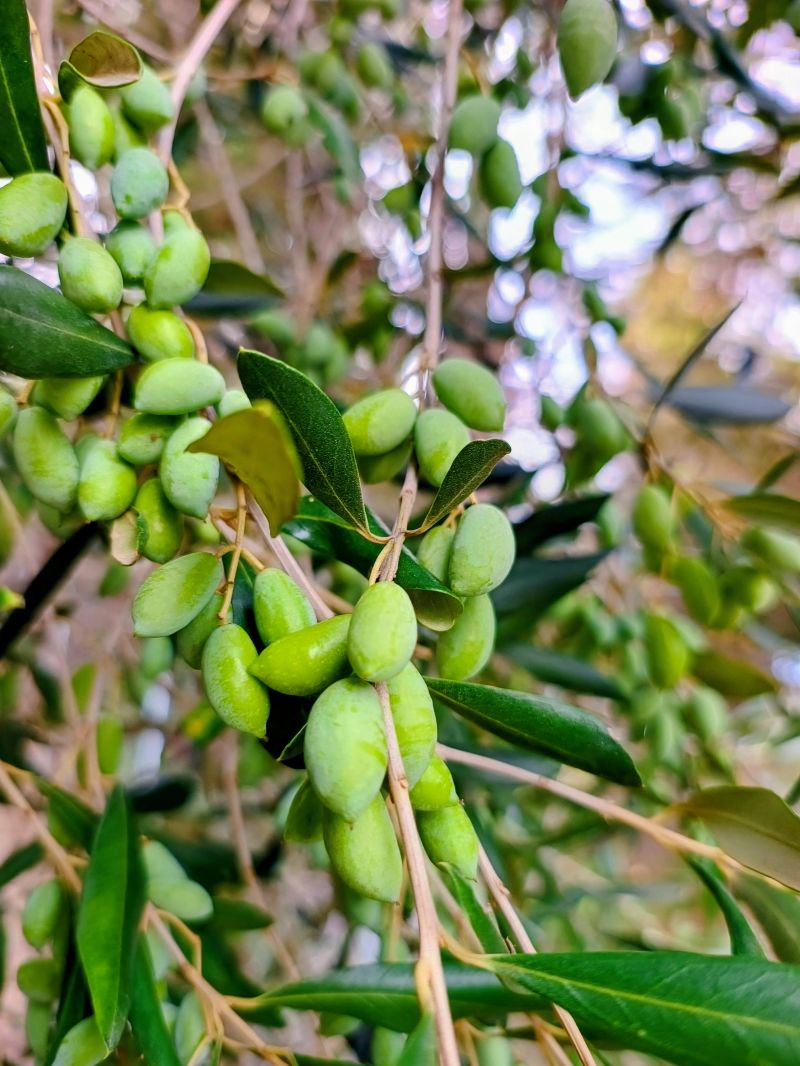 Vlastné olivové háje a vlastný olivový olej.
