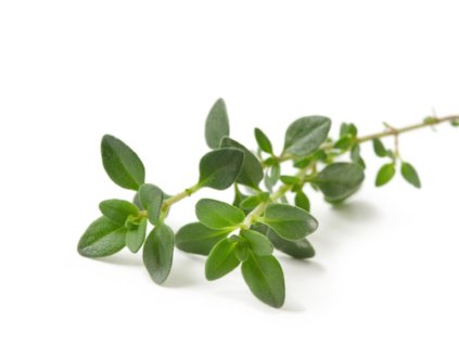 THYME