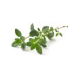 THYME