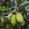 Green Prune Olive