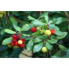 arbutus jahodovec