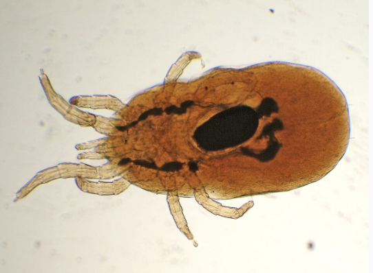 Co jsou čmelíci a proč jsou takový problém?