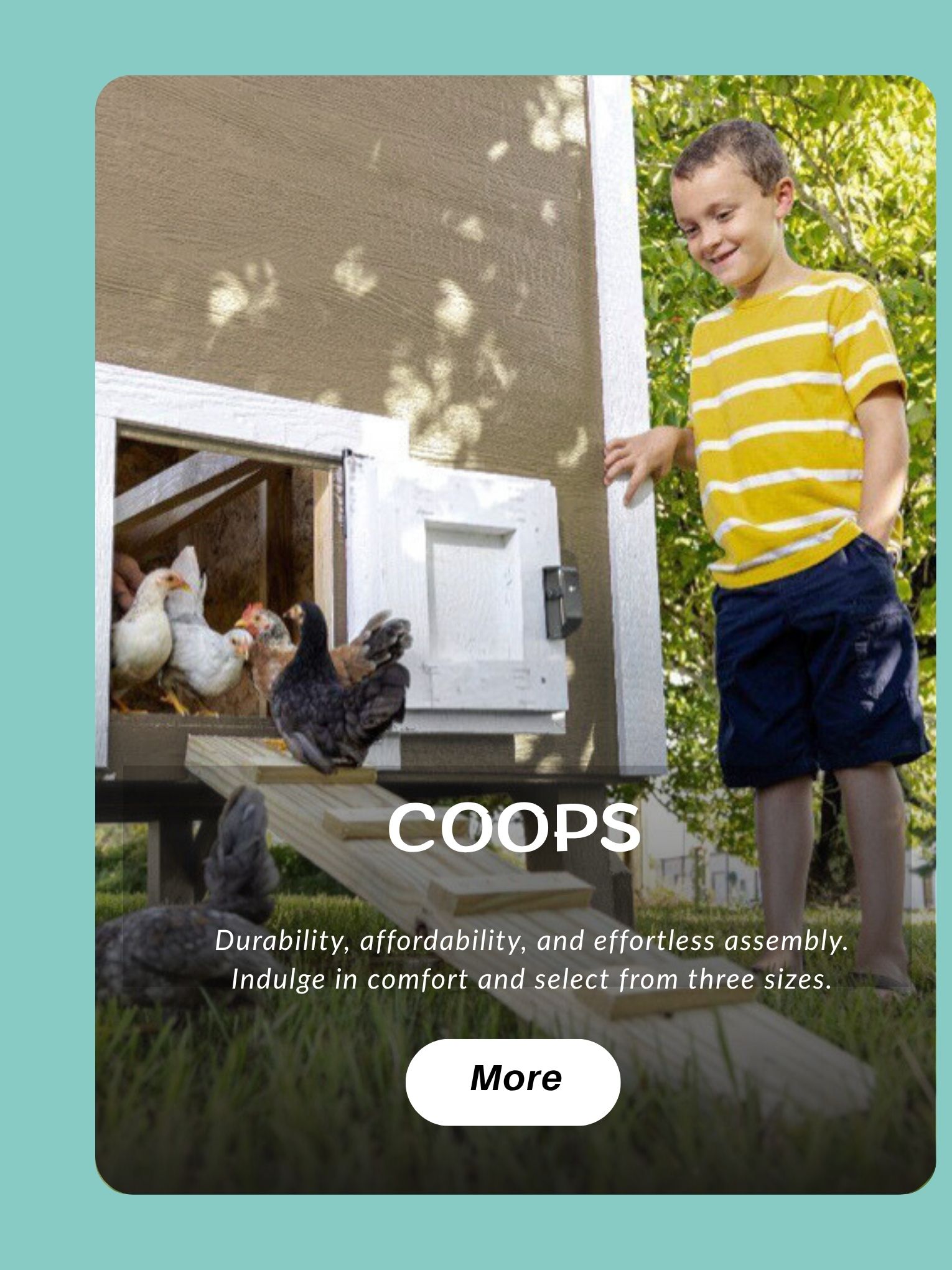Chicken Coops
