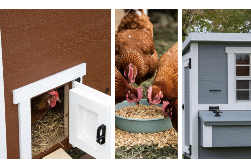 Obrázky pod kurníky EN