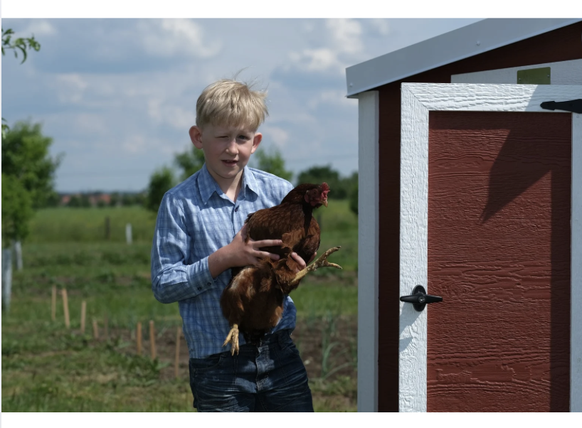 Chlapeček se slepicí EN