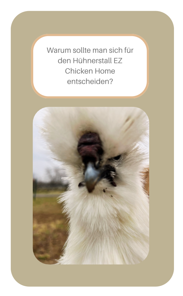 Warum WZ Chicken Home