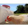 Chicken Drinking from EZ Chicken Home Waterer