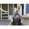 EZ Chicken Home® – Massive Xtra Large Chicken Coop (3,78 m² | 340 kg)
