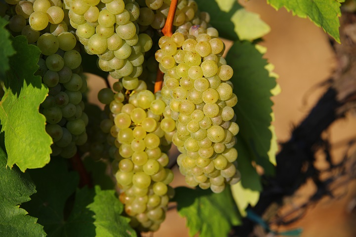 Isten hozott - FURMINT - február!