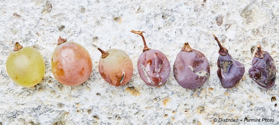 A hónap borászata: Disznókő Szőlőbirtok és Pincészet