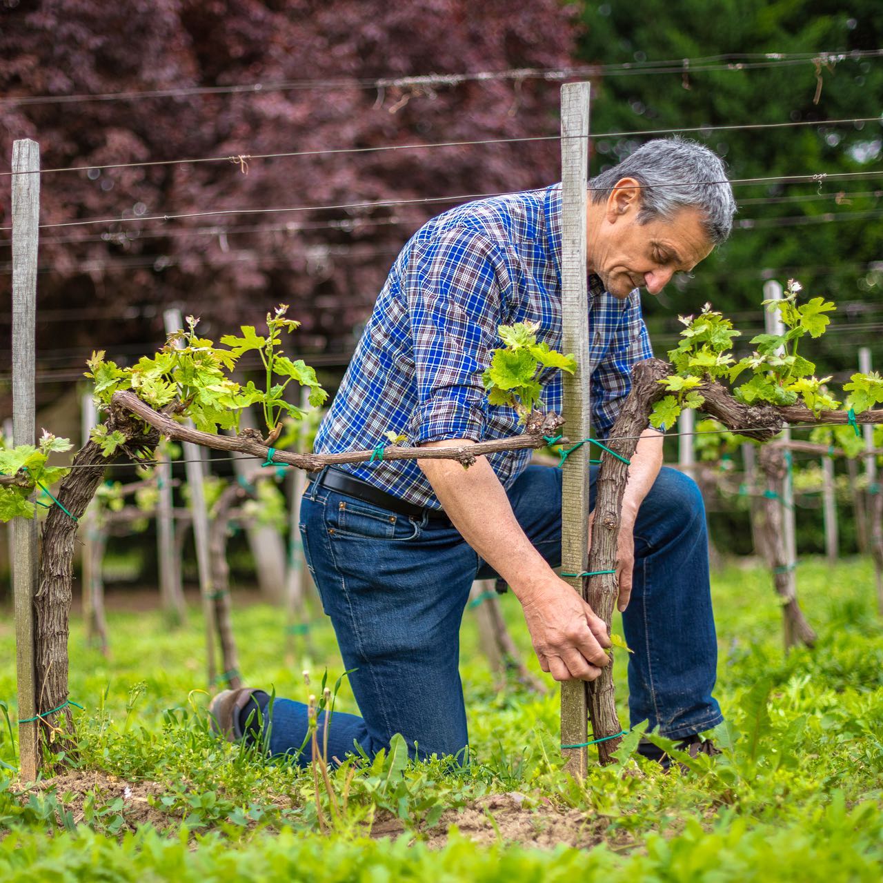 A hónap borászata: Vida Borbirtok