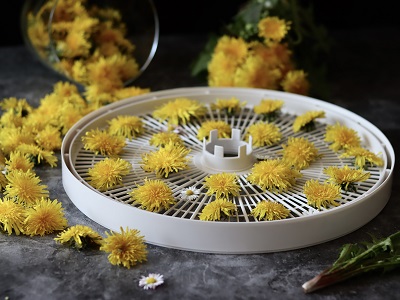 Dried dandelion flowers