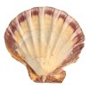 Mušľa z Hrebenatky 12x16cm