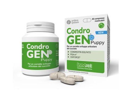 Condro puppy