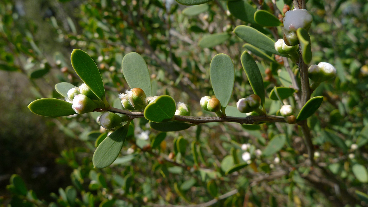 tea-tree