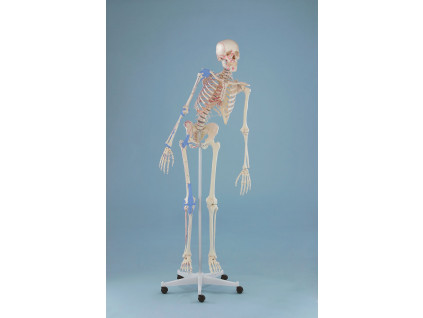 Kostra cloveka - model "Max" s ohebnou pateri, vyznacenymi svaly a vazy