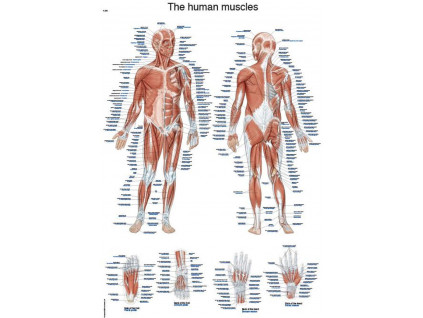 anatomicky plakat svalu a soustava cloveka