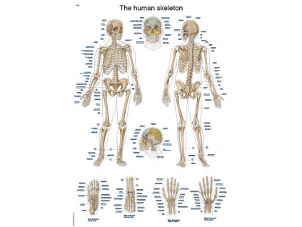 anatomicky plakat kostra cloveka