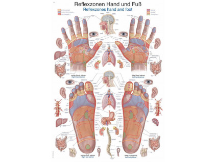 anatomicky plakat reflexni zony na rukou a chodidlech