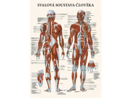 anatomicky plakat svalova soustava cloveka 1