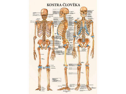 anatomicky plakat kostra cloveka