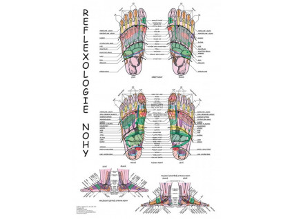 anatomicky plakat reflexologie nohy