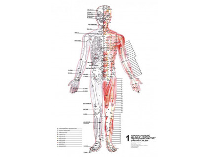 anatomicke plakaty topografie aku bodu zepredu