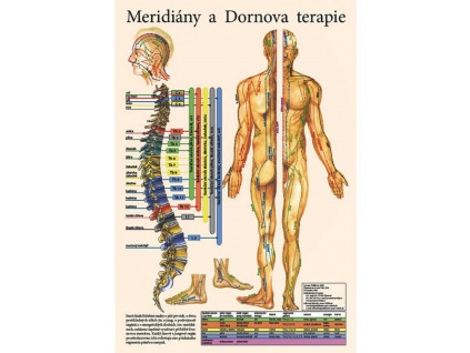 anatomicky plakat meridiany a dornova terapie