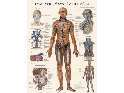 anatomicky plakat lymfaticky system cloveka