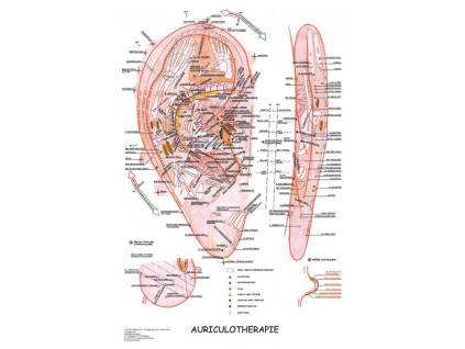 anatomicky plakat aurikuloterapie