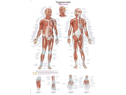 Anatomicky plakat Erler Zimmer - Spousteci body tela