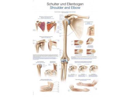 Anatomicky plakat Erler Zimmer - Rameno a lokeť