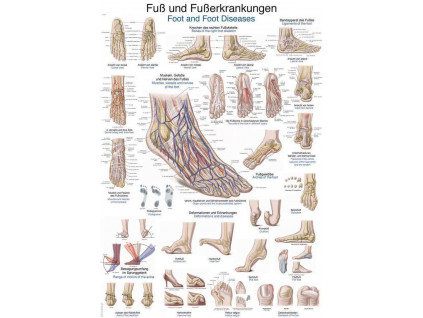 Anatomicky plakat Erler Zimmer - Noha a kotnik